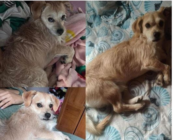 Foto_Mateo_Extraviados