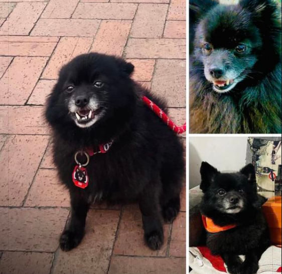 Foto_Pomerania_Extraviado